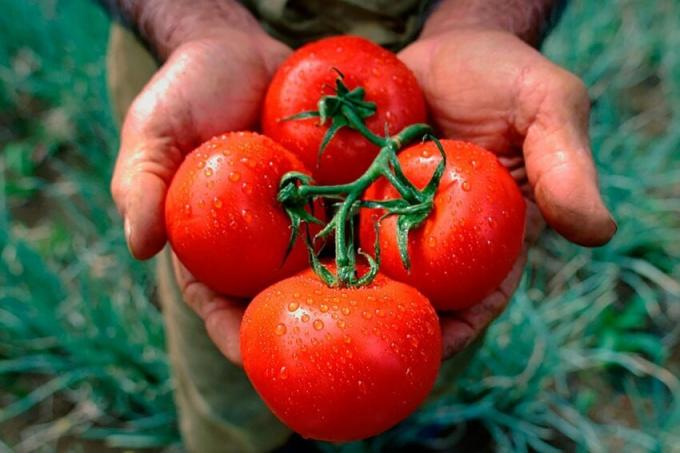 Senas Močiutės receptas padažu pomidorų, kuri suteikia turtingą derlių