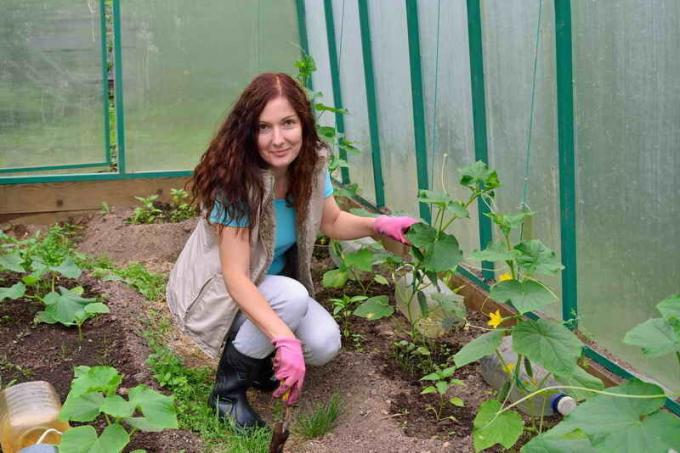 Rūpinimasis agurkais. Iliustracija straipsnyje naudojamas standartinis licencijos © ofazende.ru
