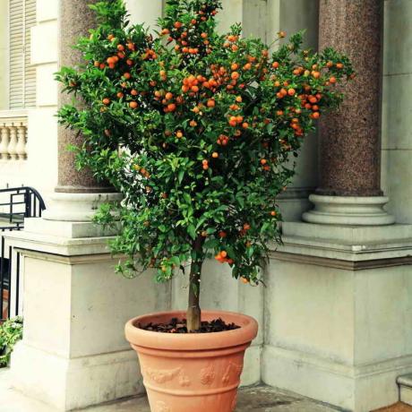 5 paslaptys rūpintis Mandarin medis