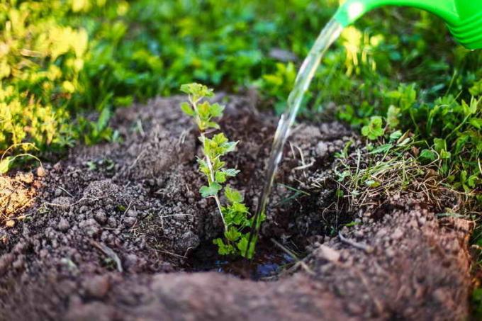 Tręšimo trečiam. Iliustracija straipsnyje naudojamas standartinis licencijos © ofazende.ru