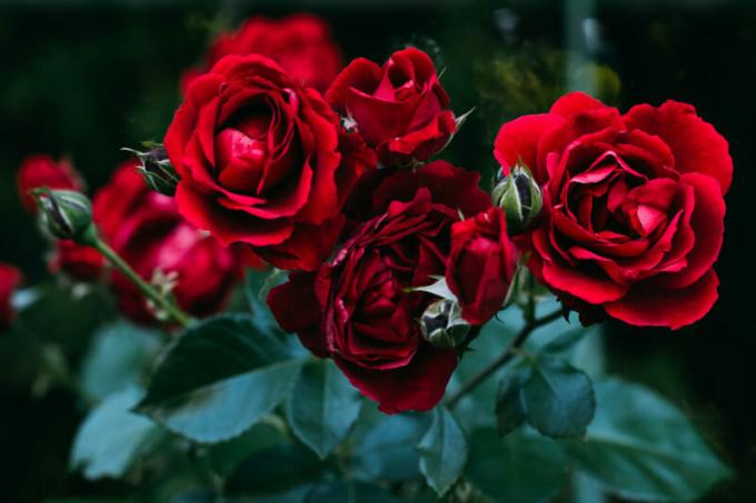 Kaip išsaugoti rožių sodinukai į pavasarį - į išleidimo datą. Iliustracija straipsnyje naudojamas standartinis licencijos © ofazende.ru