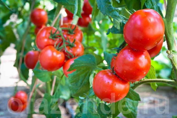 Pomidorai (foto naudojamas pagal standartinį licencijos © ofazende.ru)