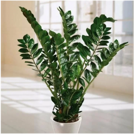 Zamiokulkas - ne visai Dekoratyviniai augalai, kurie turi didelį puodą. Iliustracija šį straipsnį paimti iš viešųjų šaltinių