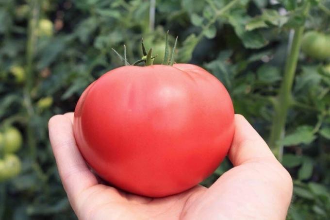 Kaip padidinti cukraus kiekį pomidorų, jei jie yra "rūgštus". paprastas receptas