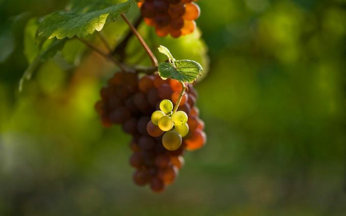 Kokie yra 3 pagrindiniai taisyklės reikia laikytis, kai sodinimo vynuogės pavasarį, ir toliau gauti didelius augalus