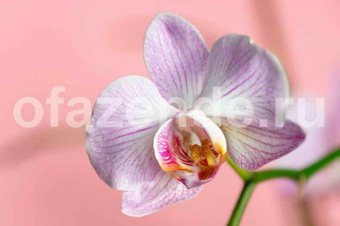 Orchidėja gėlė. Iliustracija straipsnyje naudojamas standartinis licencijos © ofazende.ru