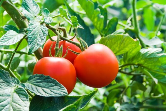 Pomidorai neturėtų būti sodinami po braškių. Iliustracija straipsnyje naudojamas standartinis licencijos © ofazende.ru