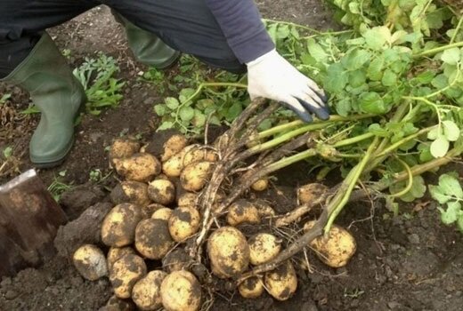 Kaip auginti ankstyvųjų bulvių