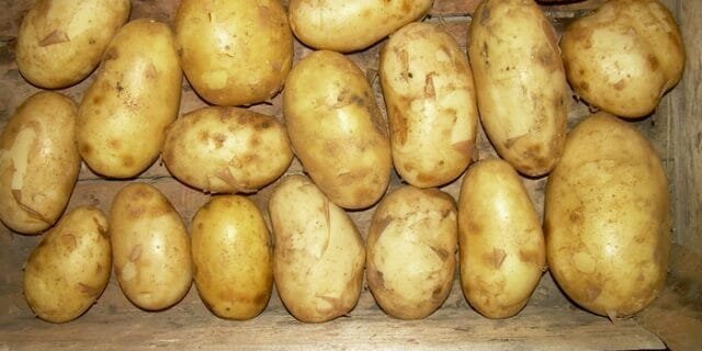 bulvės klasė "Bronnitsky"