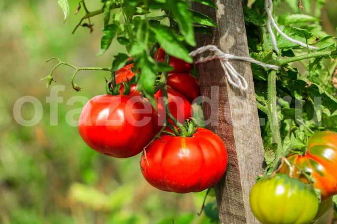 Petnešos pomidorai. Iliustracija straipsnyje naudojamas standartinis licencijos © ofazende.ru