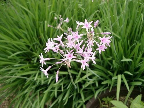 tulbaghia violetinė