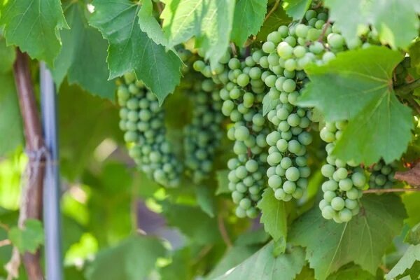 Kaip tinkamai rūpintis liepą vynuogių