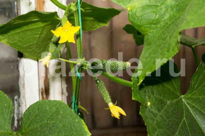 Augantys agurkai. Iliustracija straipsnyje naudojamas standartinis licencijos © ofazende.ru