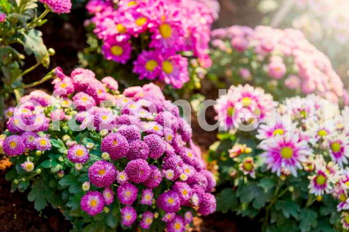 Kaip išlaikyti vazoninių chrizantema iki pavasario? Iliustracija straipsnyje naudojamas standartinis licencijos © ofazende.ru
