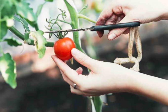 Genėjimo pomidorų. Iliustracija straipsnyje naudojamas standartinis licencijos © ofazende.ru