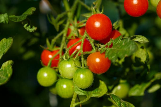 Vyšniniai pomidorai tinka sodo patalpose. Iliustracija straipsnyje naudojamas standartinis licencijos © ofazende.ru