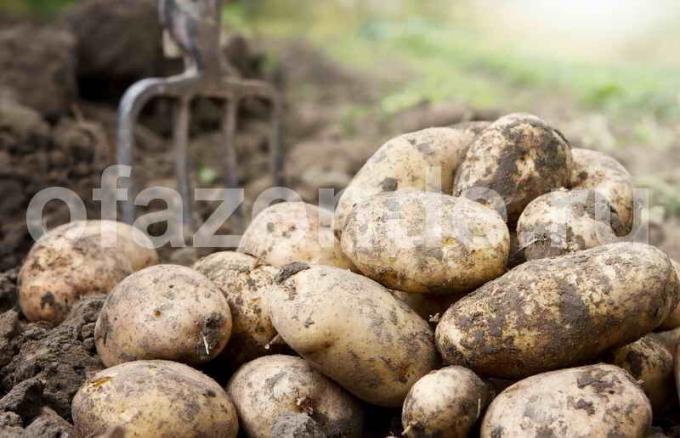 Bulvių derlius. Iliustracija straipsnyje naudojamas standartinis licencijos © ofazende.ru