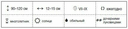 Centrinėje Rusijoje optimalus laikas sodinimo Gladiolus patenka balandžio pabaigoje ir gegužės pradžioje. Šiek tiek sumažėjo temperatūra per šį laikotarpį negali pakenkti egzempliorių pasodinti į žemę. Į pietus galite augalų kardelių balandžio pradžioje. Pagal karšto saulė ateina nusausinti dirvos, todėl atidėti į laivą, patyrę sodininkai nepatariame.