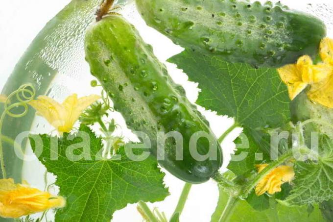 Kodėl susukti lapai agurkų? Iliustracija straipsnyje naudojamas standartinis licencijos © ofazende.ru