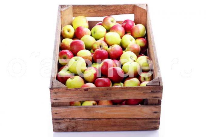 Laikydami obuolius. Iliustracija straipsnyje naudojamas standartinis licencijos © ofazende.ru