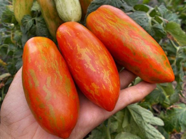 Trys veislių pradžioje pomidorai, kuris tikrai nustebins Jus savo unikalumo ir produktyvumo (4 dalis)