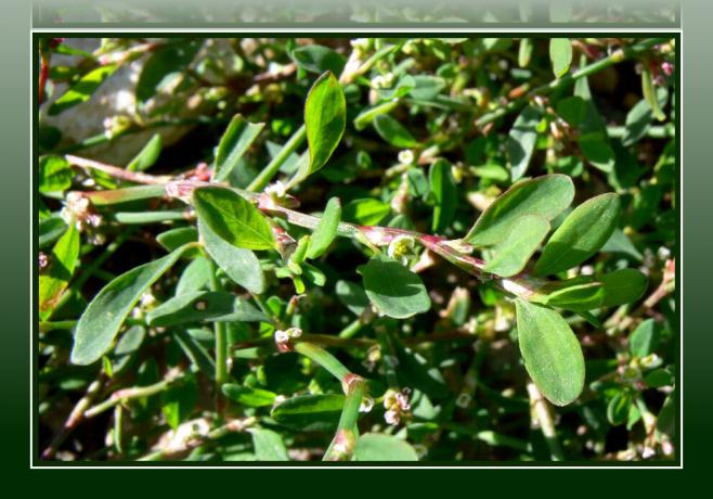 Knotweed - piktžolių žolė ir natūralus gydytojas - nemokama vaistinė po kojomis