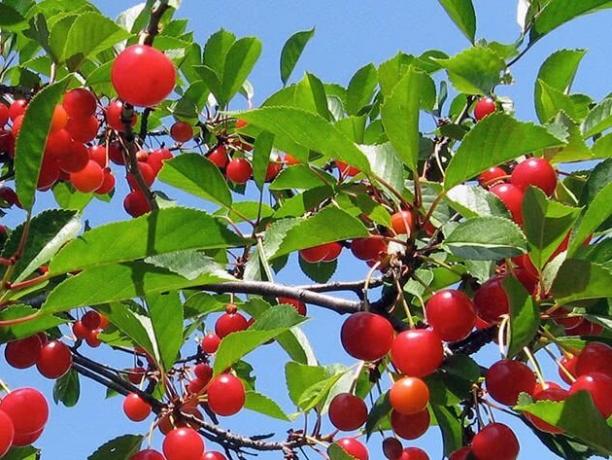 Kaip auga vyšnių ant sodo svetainę