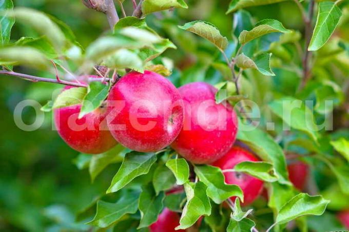 Obuoliai ant jaunas obelis. Iliustracija straipsnyje naudojamas standartinis licencijos © ofazende.ru