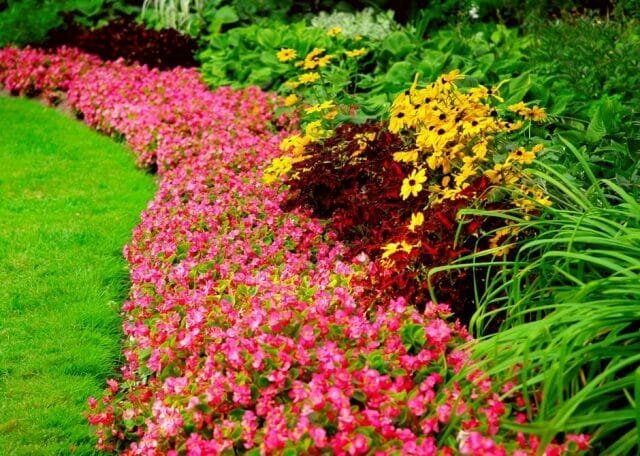 Daugiamečiai augalai - gėlės visiems sezonams: Patarimai sodininkams