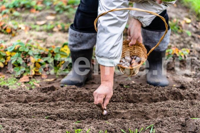 Darbas sodinti daržoves. Iliustracija straipsnyje naudojamas standartinis licencijos © ofazende.ru