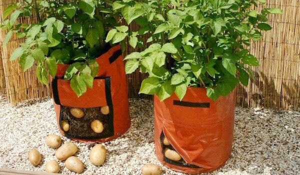 Sodinant bulves maišuose: nauja technologija ar laiko švaistymas?