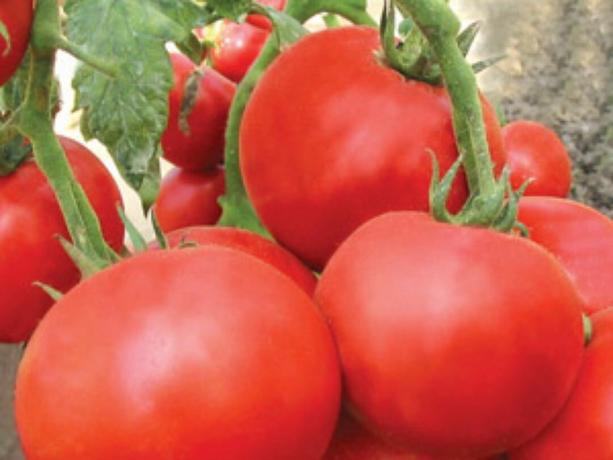 Dauguma ankstyvųjų veislių pomidorus: tipai ir aprašymuose