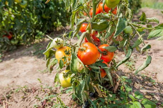 Pomidorų lapų garbanės. Iliustracija straipsnyje naudojamas standartinis licencijos © ofazende.ru