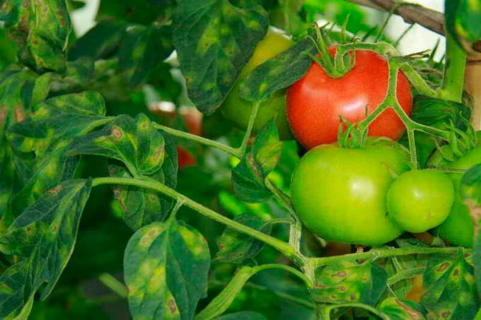 Genčių pomidorai. Iliustracija straipsnyje naudojamas standartinis licencijos © ofazende.ru