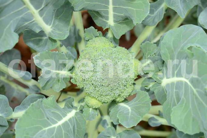 Auga brokoliai. Iliustracija straipsnyje naudojamas standartinis licencijos © ofazende.ru