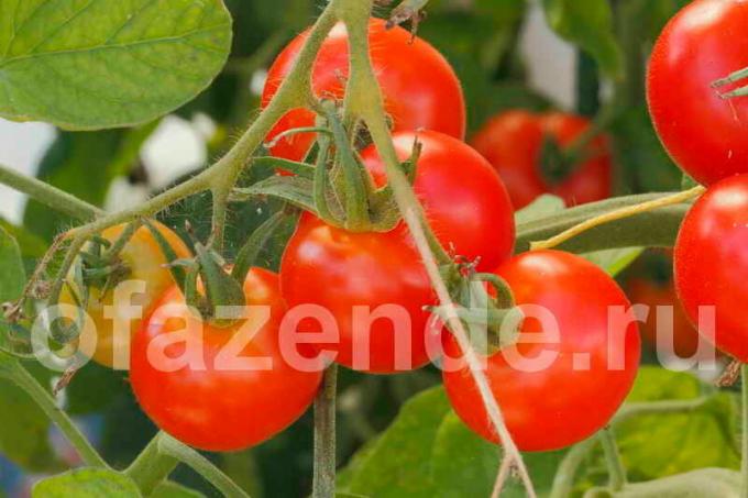 Pomidorai ant šakos. Iliustracija straipsnyje naudojamas standartinis licencijos © ofazende.ru