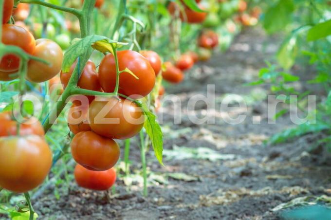 Pomidorai. Iliustracija straipsnyje naudojamas standartinis licencijos © ofazende.ru
