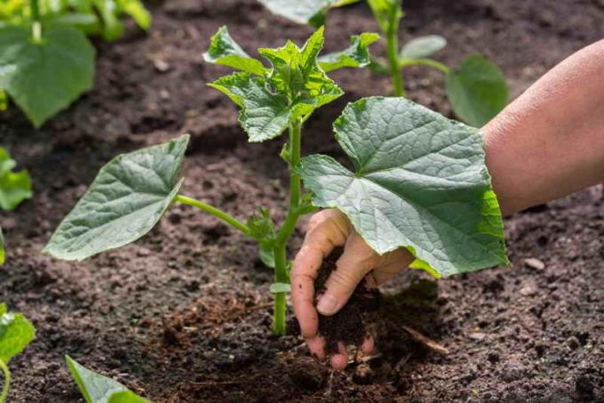 Sodinimo sodinukai agurkais. Iliustracija straipsnyje naudojamas standartinis licencijos © ofazende.ru