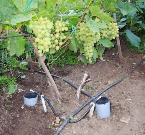 Kaip palaistyti vynuogių gauti gerą derlių