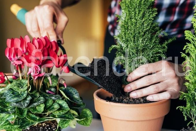 Rūpinimasis augalais. Iliustracija straipsnyje naudojamas standartinis licencijos © ofazende.ru