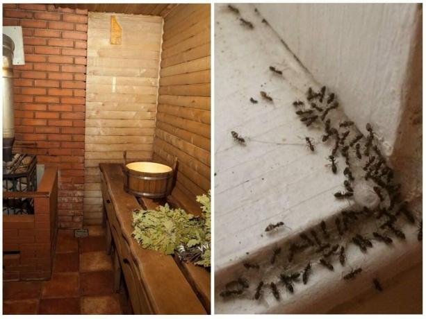 Kaip rodyti skruzdėlės iš vonios ir užkirsti kelią jų pasikartojimui: Įrodytas būdai