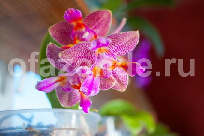 Augantys orchidėjų. Iliustracija straipsnyje naudojamas standartinis licencijos © ofazende.ru