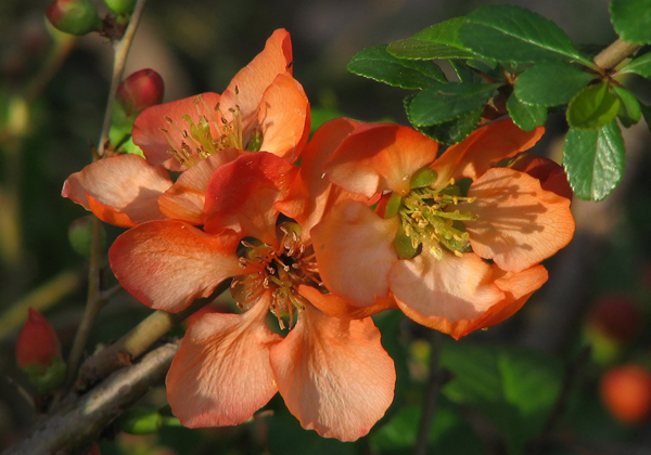 Japonijos svarainių (Chaenomeles nuostabus)