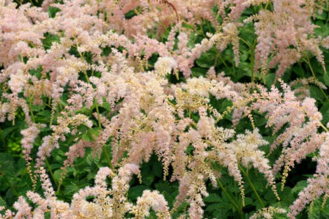 Astilbe pacientui turi būti atliekami apdailos. Iliustracija straipsnyje naudojamas standartinis licencijos © ofazende.ru