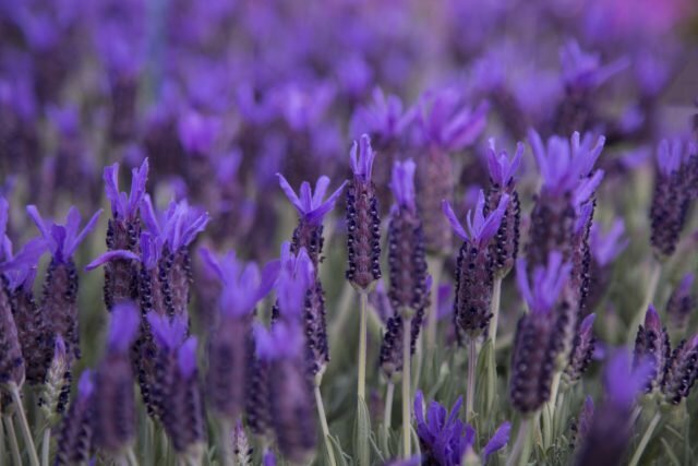 Gėlės yra šviesiai violetinė