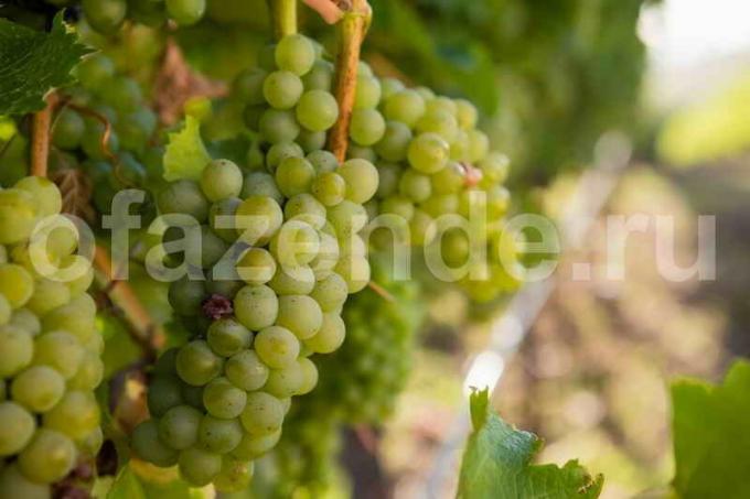 Augantys vynuogės. Iliustracija straipsnyje naudojamas standartinis licencijos © ofazende.ru