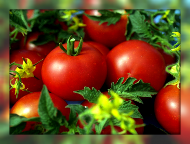 5 geriausios duoda nepretenzingas ir cukraus saldus nykštukiniai pomidorų veislių jūsų sode