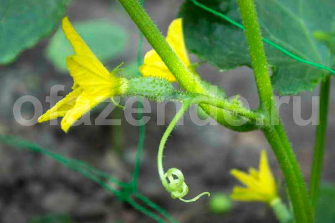 Pasynkovanie agurkai. Iliustracija straipsnyje naudojamas standartinis licencijos © ofazende.ru