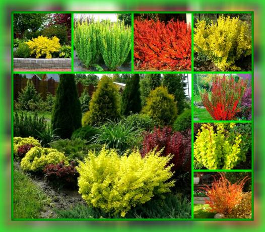 Sodinant šį augalą, galite be problemų ir problemų bus padaryti jūsų svetainę labiausiai spalvinga, jauki ir įspūdingas