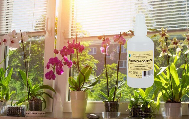 Vandenilio peroksidas kambarinių augalų: tręšimo naudinga ar laiko švaistymas?